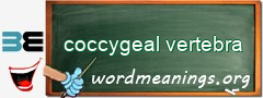 WordMeaning blackboard for coccygeal vertebra